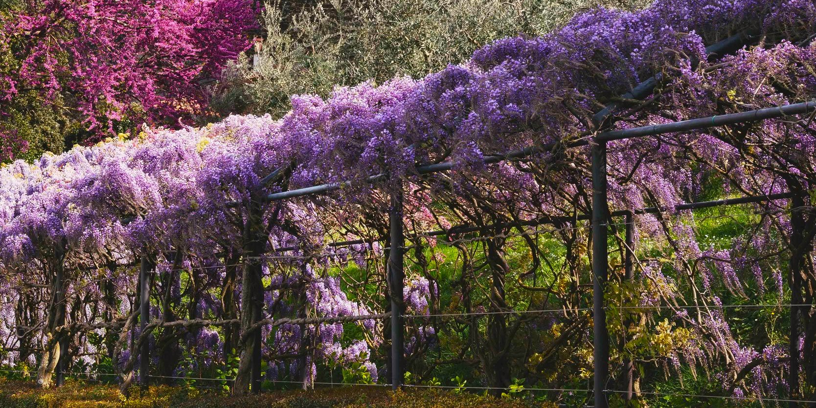 Immagine del Glicine in fiore a Villa Bardini