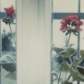 Immagine di una foto con dei fiori