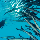 Immagine sub con pesci