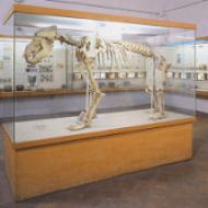 Museo e Istituto Fiorentino di Preistoria Paolo Graziosi