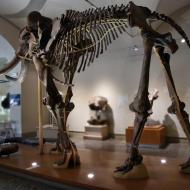 Immagine scheletro animale