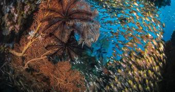 Immagine di pesci che nuotano nell'Oceano