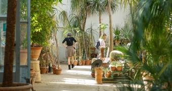 Immagine di piante dell'Orto Botanico