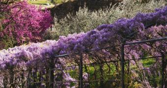 immagine del pergolato di glicine