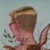Anj Smith. A Willow Grows Aslant the Brook