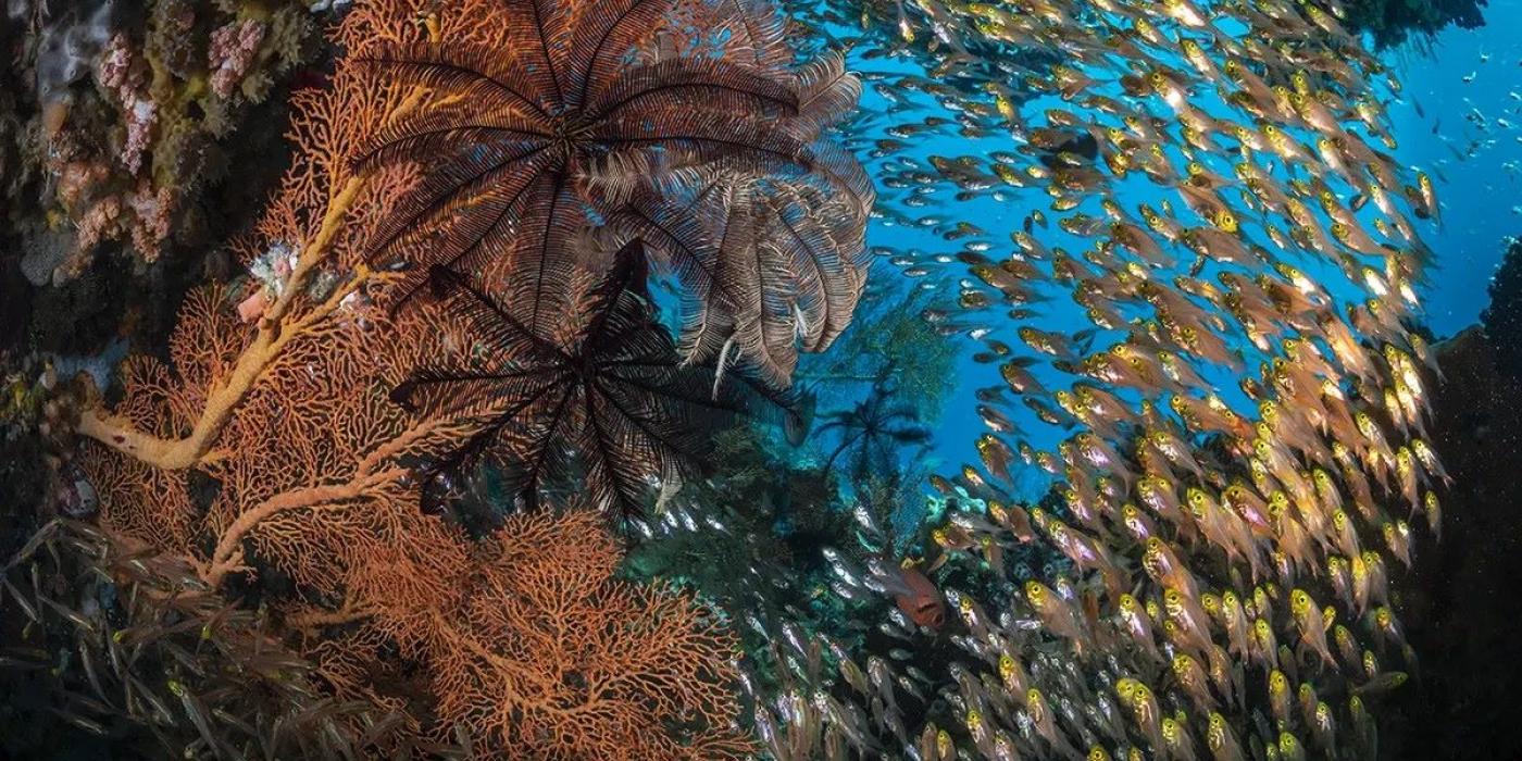 Immagine di pesci che nuotano nell'Oceano