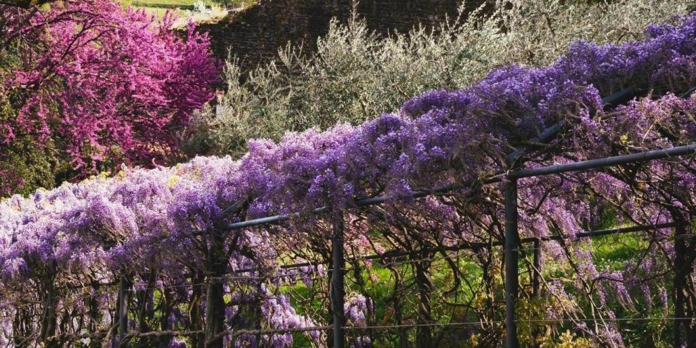 immagine del pergolato di glicine